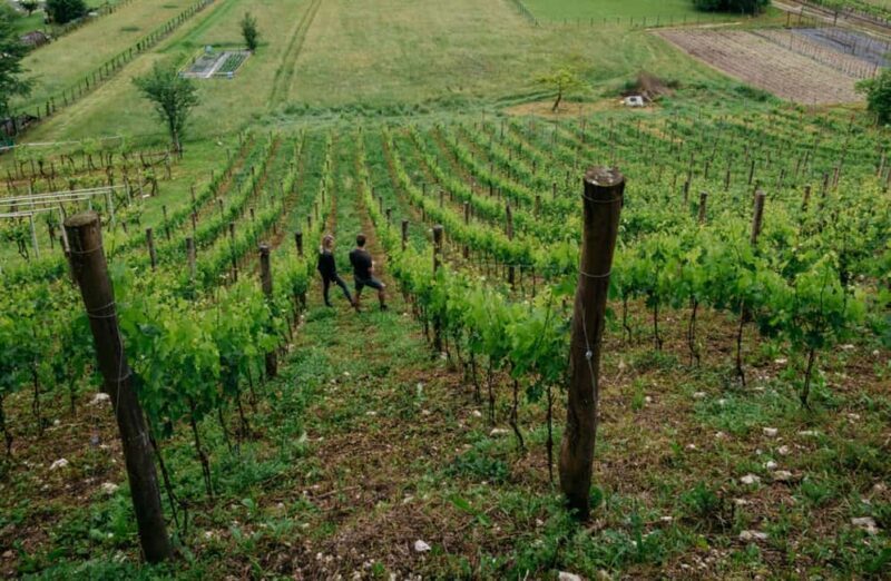 Dolomites Winery Tour and Wine Tasting near Belluno - Good To Know