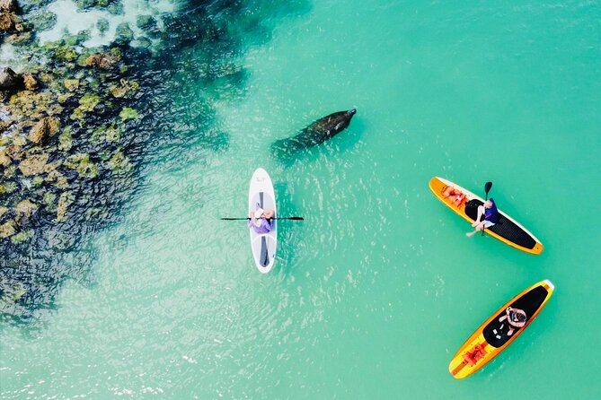 Dolphin and Manatee Adventure Tour of Fort Myers - Wildlife Encounters and Exploration