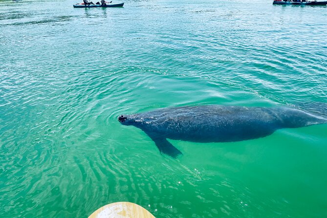 Dolphin and Manatee Adventure Tour of Fort Myers - Reviews and Positive Feedback