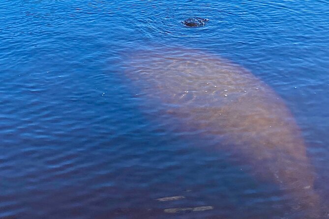 Dolphin and Manatee Kayak Tour of Daytona Beach - Directions