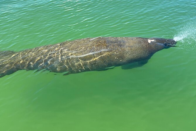 Dolphin and Manatee Paddle Board Guided Activity - Overview and Booking Details