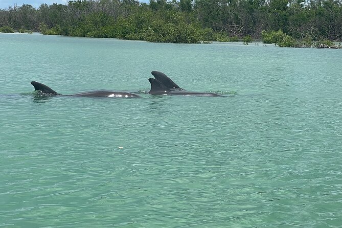 Dolphin and Manatee Paddle Board Guided Activity - Inclusions