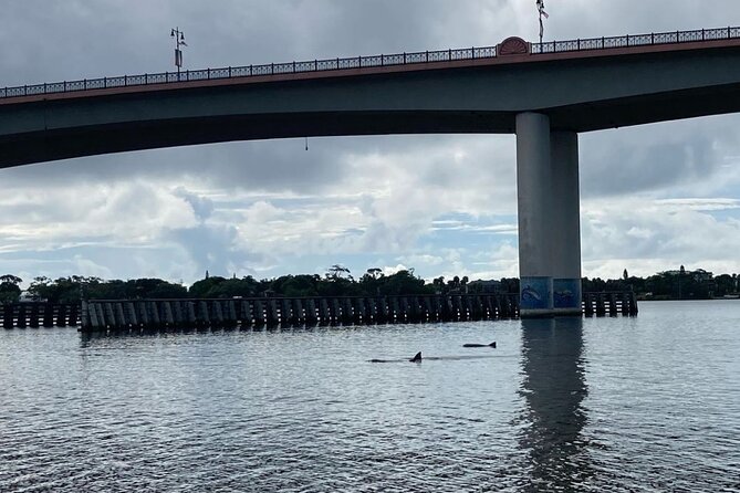 Dolphin and Manatee Stand Up Paddleboard Tour in Daytona Beach - Tour Details and Experience