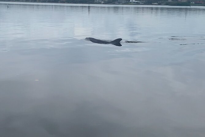 Dolphin and Manatee Tour of Marco Island by Kayak or SUP - Tour Details and Logistics