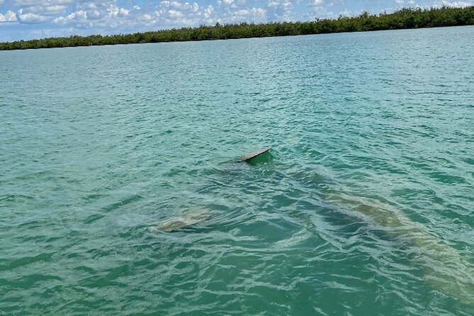 Dolphin and Manatee Tour of Marco Island by Kayak or SUP - Viator Help Center and Additional Information