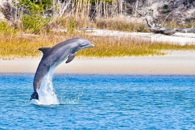 Dolphin and Nature Boat Excursion - Good To Know