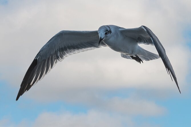 Dolphin and Nature Sunset Cruise From Orange Beach - Inclusions and Meeting Details