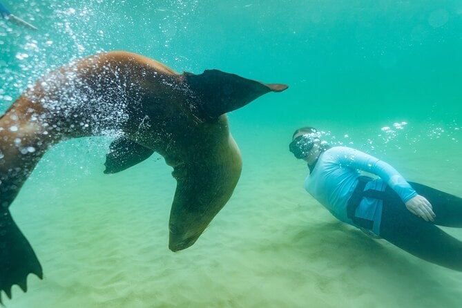 Dolphin and Seal Swim Reef Snorkel Boat Tour Mornington Peninsula - Tour Duration and Itinerary
