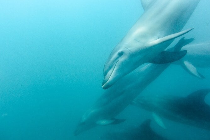 Dolphin and Seal Swim Reef Snorkel Boat Tour Mornington Peninsula - Meeting Point and Return Details