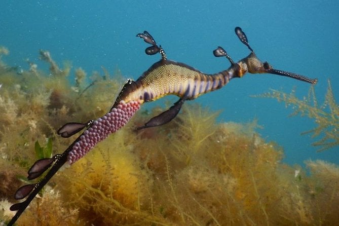 Dolphin and Seal Swim Reef Snorkel Boat Tour Mornington Peninsula - Traveler Reviews and Ratings