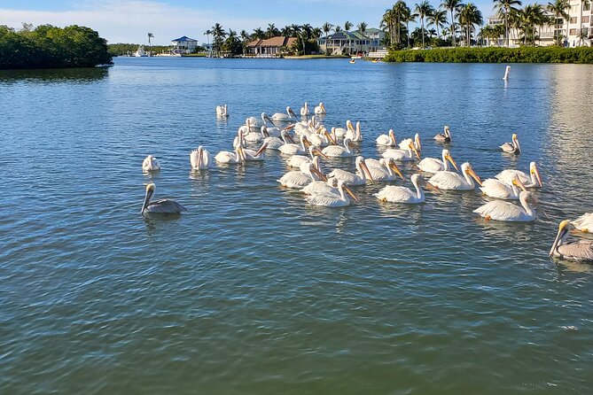 Dolphin and Sightseeing Tiki Cruise - Inclusions and Transportation