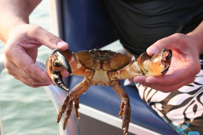 Dolphin and Snorkeling Activity in Panama City Florida - Good To Know