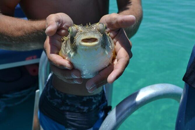 Dolphin and Snorkeling Activity in Panama City Florida - An In-Depth Look at the Dolphin and Snorkeling Tour