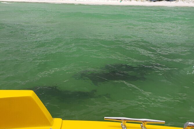 Dolphin and Sunset tour aboard the Hydro Rocket - What to Expect on the Hydro Rocket Dolphin and Sunset Tour