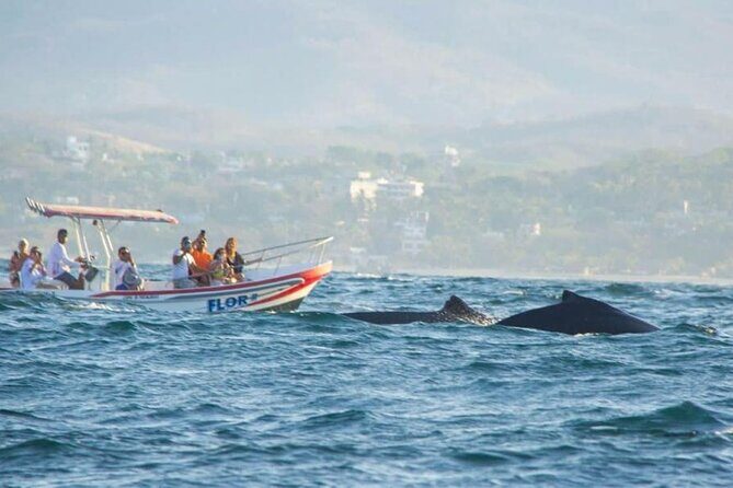 Dolphin and Whale Watching Boat Trip in Puerto Escondido - An In-Depth Look at the Puerto Escondido Marine Tour  