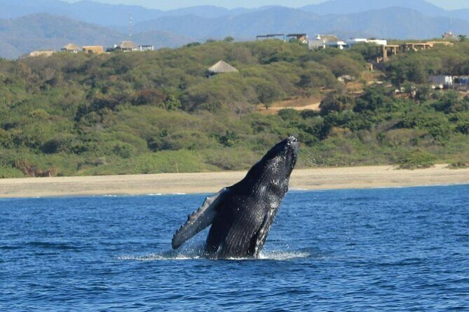 Dolphin and Whale Watching Boat Trip in Puerto Escondido - FAQ  