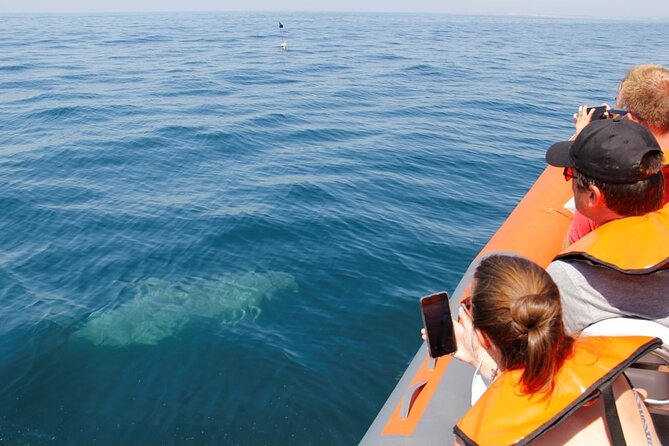 Dolphin and Whale Watching in Lagos - Overview and Experience
