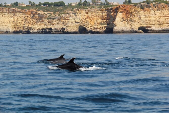 Dolphin and Whale Watching in Lagos - Cancellation Policy