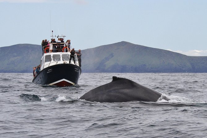 Dolphin and Whale Watching Tour From Dingle - Tour Overview and Details