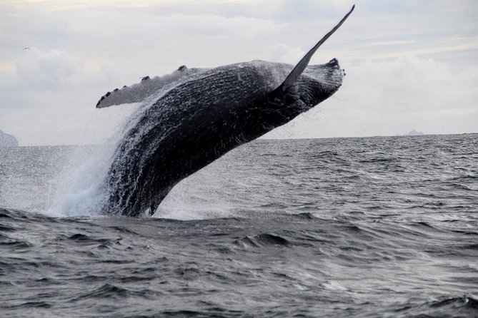 Dolphin and Whale Watching Tour From Dingle - Wildlife Sightings and Reviews