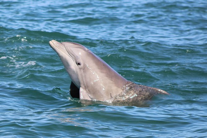 Dolphin and Wildlife Adventure of St. Augustine - Booking and Flexibility