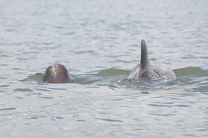 Dolphin and Wildlife Tour at Indian River Shores - Good To Know