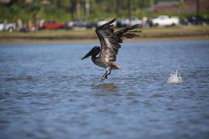 Dolphin and Wildlife Tour at Indian River Shores - An in-depth look at the Indian River Shores wildlife tour