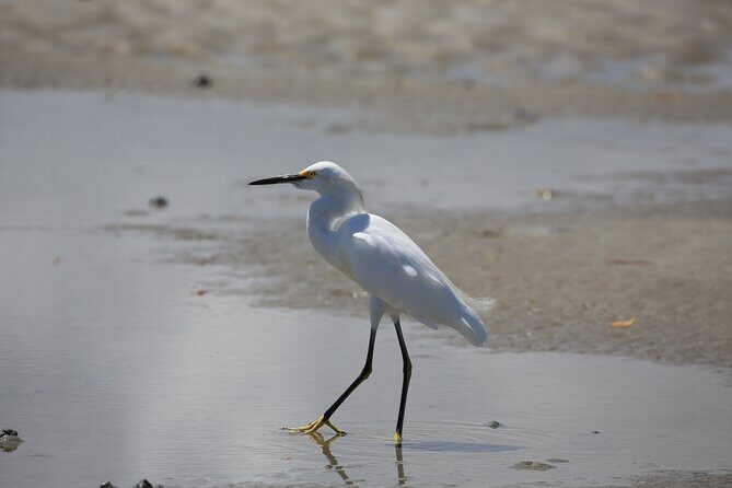Dolphin and Wildlife Tour at Indian River Shores - FAQs about the Indian River Shores Wildlife Kayak Tour
