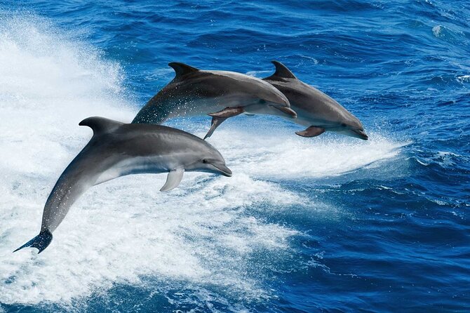 Dolphin Boat Tour in Clearwater Beach With Free Ice Cream - Overview and What to Expect