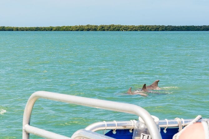 Dolphin Boat Tour in Clearwater Beach With Free Ice Cream - Recommendation and Suggestions