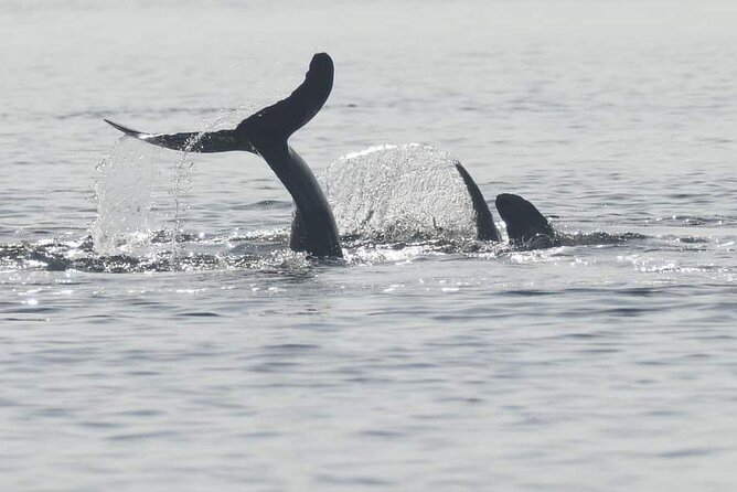 DOLPHIN COASTAL EXPEDITION by Discovery Center, Kep West - Good To Know