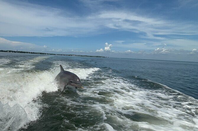 Dolphin cruise in Santa Rosa Beach - In-Depth Review of the Dolphin Cruise Experience