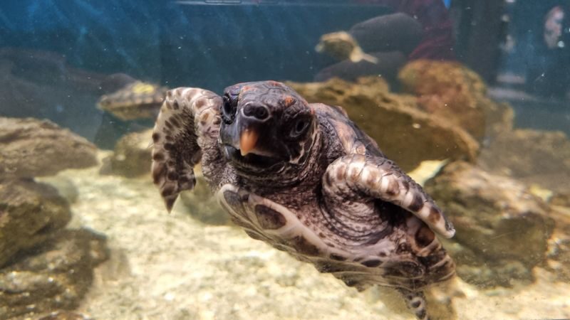Dolphin Discovery Centre Ticket in Bunbury - A short visit with a conservation purpose