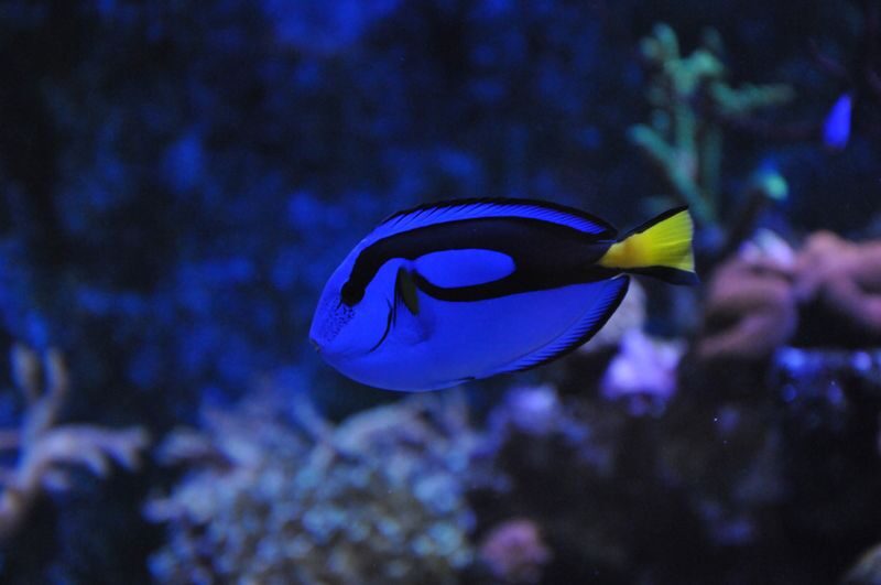 Dolphin Discovery Centre Ticket in Bunbury - Who should book the Dolphin Discovery Centre?