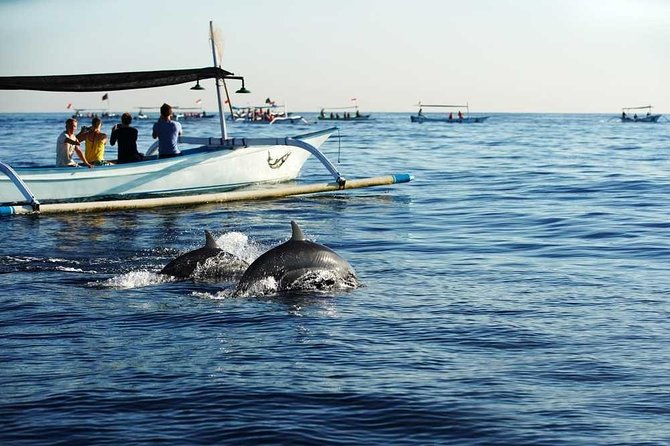Dolphin Discovery: Exploring the Wild Habitat in North Bali - Habitat Characteristics and Conservation