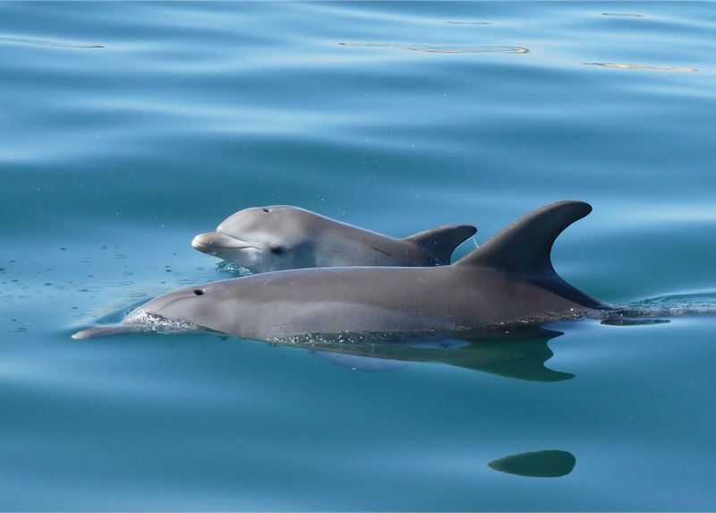 Dolphin Eco-Cruise at Dolphin Discovery Centre in Bunbury - At a glance: what this cruise offers