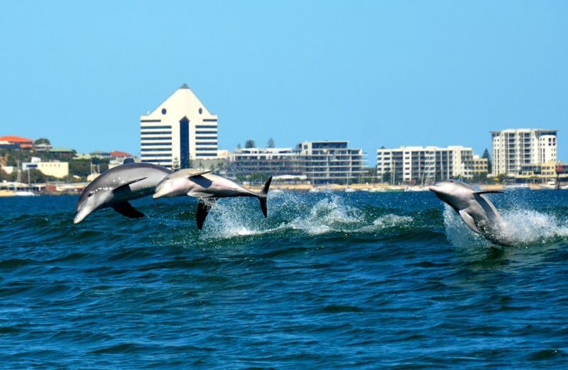 Dolphin Eco-Cruise at Dolphin Discovery Centre in Bunbury - What the sighting guarantee really means