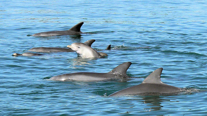Dolphin Eco-Cruise at Dolphin Discovery Centre in Bunbury - Who is most likely to enjoy this cruise