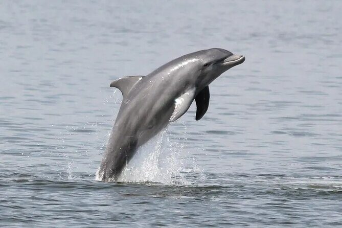 Dolphin Eco Cruise Nature Adventure in Cocoa Beach - Overview of the Experience  