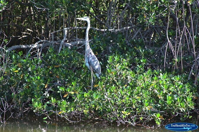 Dolphin Eco Cruise Nature Adventure in Cocoa Beach - Final Thoughts  