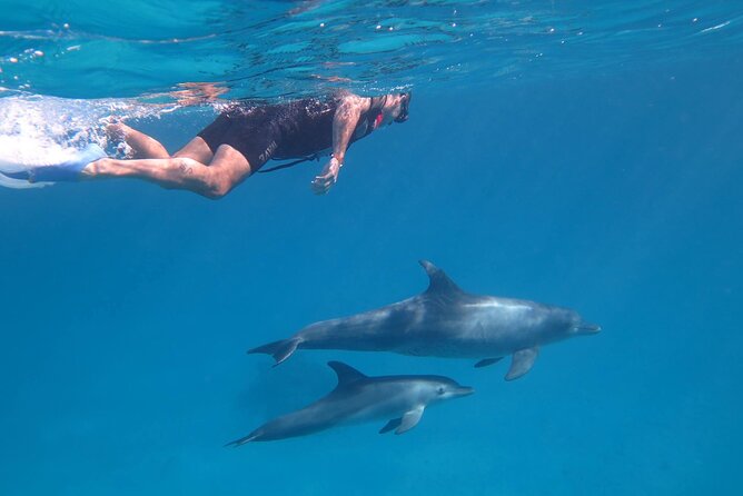 Dolphin House, Amazing Trip With Snorkeling and Dolphin Watching - Inclusions and Pick-up/Drop-off