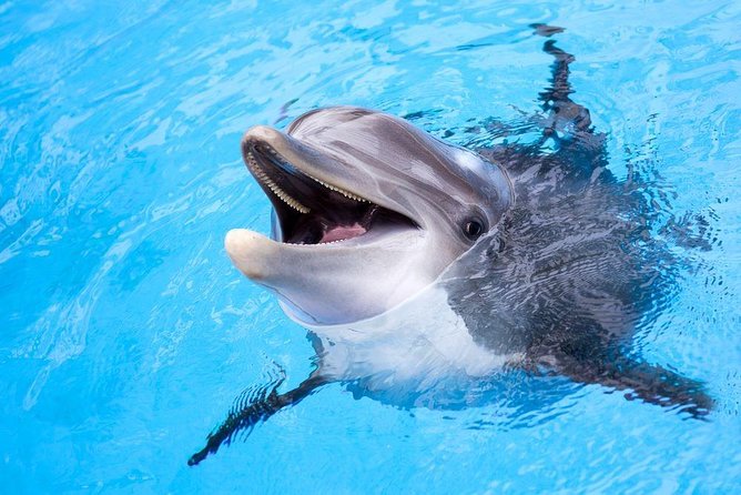 Dolphin House and Banana Boat - Provider Information