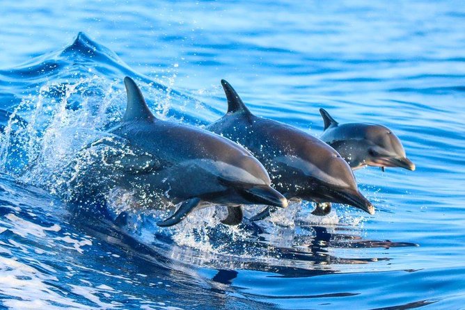 Dolphin House and Banana Boat - Cancellation Policy Details
