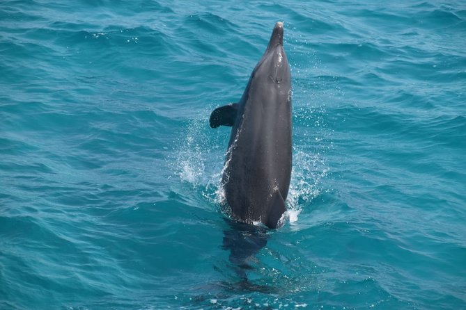 Dolphin House and Banana Boat Fun From Hurghada - Positive Feedback and Recommendations