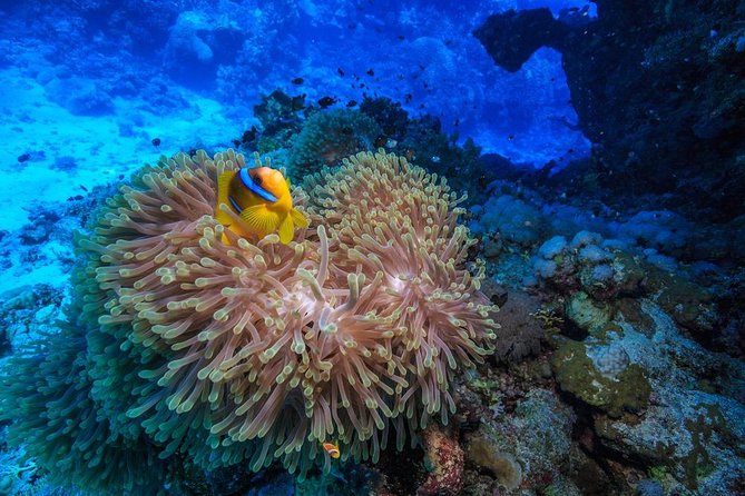 Dolphin House and Banana Boat in Hurghada - Pickup Information