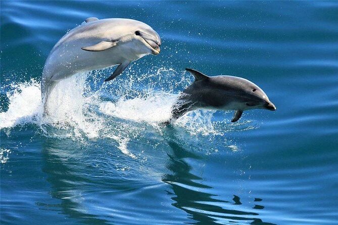 Dolphin House And Snorkeling Day Trip By VIP Boat From Hurghada - Itinerary Overview