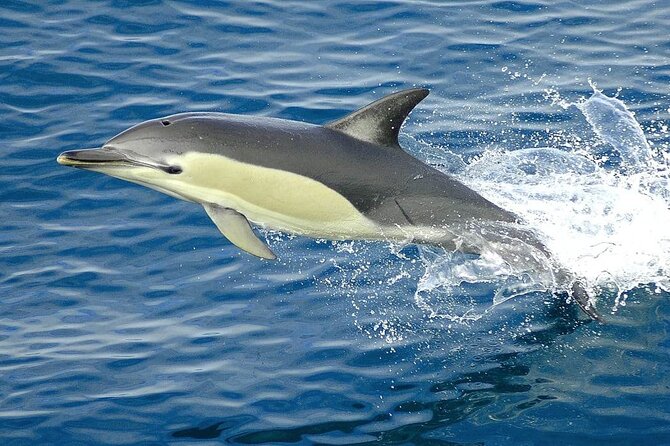 Dolphin House And Snorkeling Day Trip By VIP Boat From Hurghada - Customer Reviews