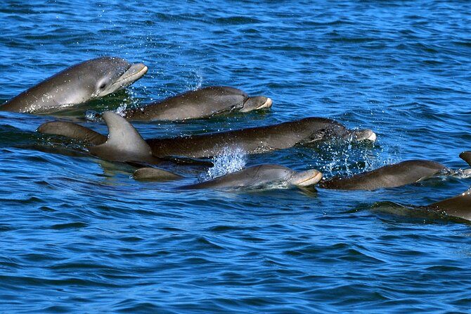 Dolphin House Boat Trip Snorkeling and Watersports in Hurghada - Inclusions