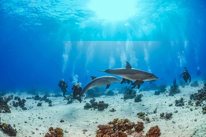 Dolphin House Boat Trip Snorkeling and Watersports in Hurghada - Price Details