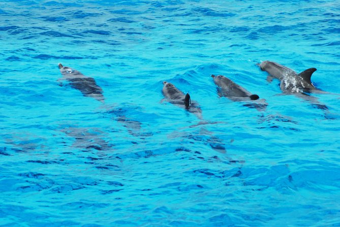 Dolphin House - Overview and Experience